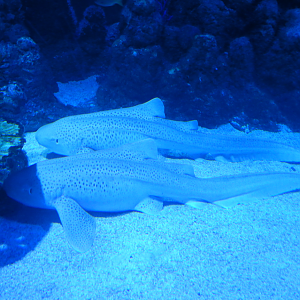 Zebra Sharks
