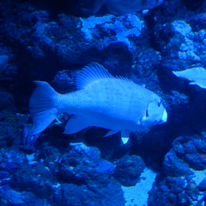 Chinamanfish yawning