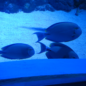 Ringtail Surgeonfish