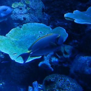 Pencil Surgeonfish