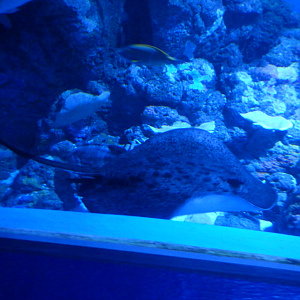 Round Ribbontail Ray