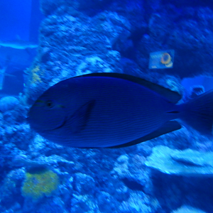 Pale Surgeonfish