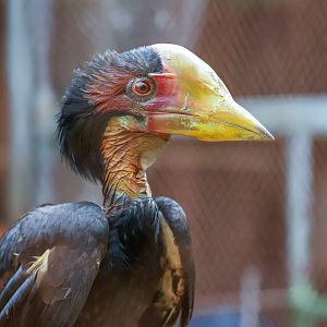 2020-12-27 Wuzhou Zoo Helmeted hornbill