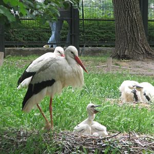 Margaret Island Mini Zoo, Budapest - White stork family