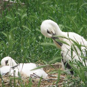 Margaret Island Mini Zoo, Budapest - young White storks