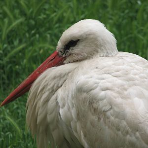 Margaret Island Mini Zoo, Budapest - White stork portrait