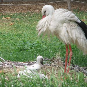 Margaret Island Mini Zoo, Budapest - an adult and a juvenile White stork