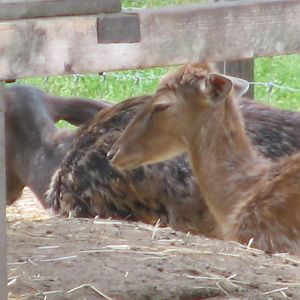 Margaret Island Mini Zoo, Budapest - Fallow deer