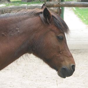 Margaret Island Mini Zoo, Budapest - Pony portrait
