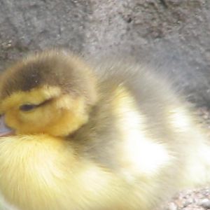 Margaret Island Mini Zoo, Budapest - Muscovy duckling?