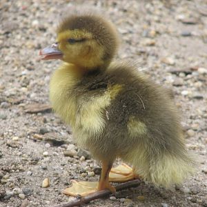 Margaret Island Mini Zoo, Budapest - Muscovy duckling?