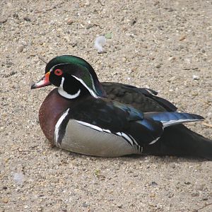 Margaret Island Mini Zoo, Budapest - Wood duck