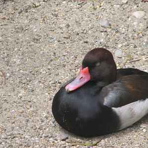 Margaret Island Mini Zoo, Budapest - Peposaca teal