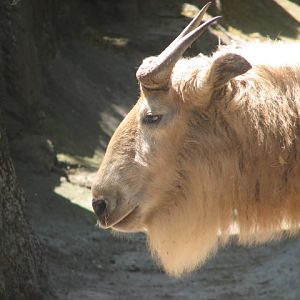 Golden takin
