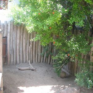 The world's biggest newly built Aardvark exhibit :D