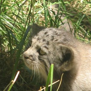 Manul cub portrait