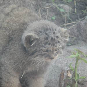 Manul cub