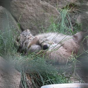Manul cubs playing