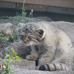 Manul cub