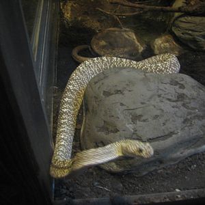 Uracoan rattlesnake