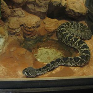 Eastern diamondback rattlesnake