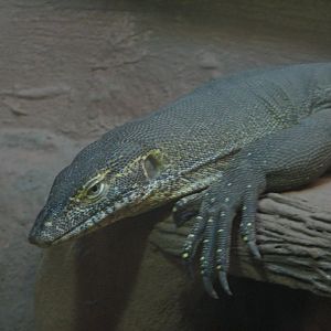 Mertens water monitor
