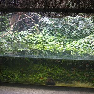 Paludarium with rainbowfishes