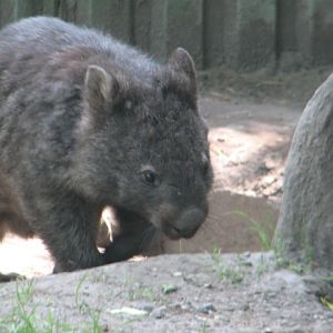 Naked-nosed wombat