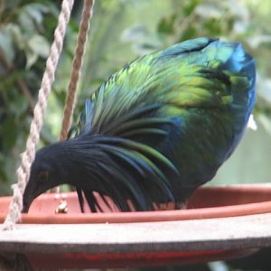 Nicobar pigeon