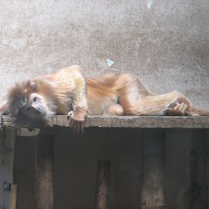 Javan lutung