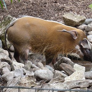 Red river hog