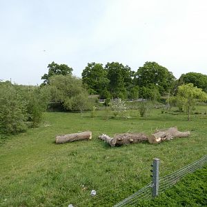 Pygmy hippo outdoor enclosure