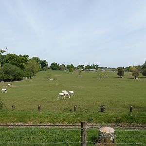 Wild Explorers paddock