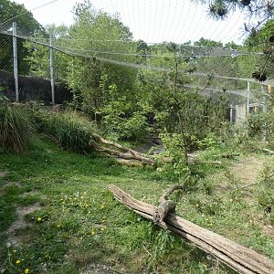 Snow leopard enclosure