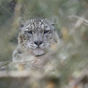 Snow leopard