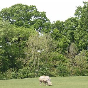 Southern white rhinoceros