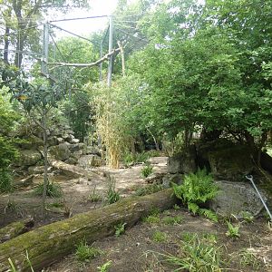 Former Amur leopard enclosure