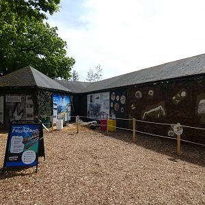 Dinosaur fossil educational display