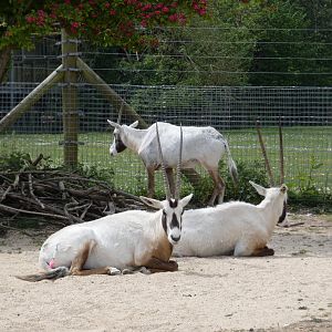 Arabian oryx