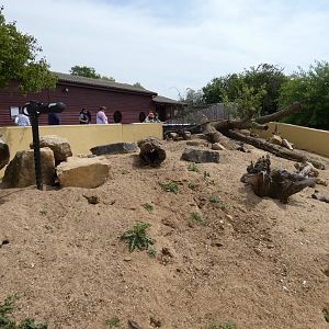 Meerkat enclosure