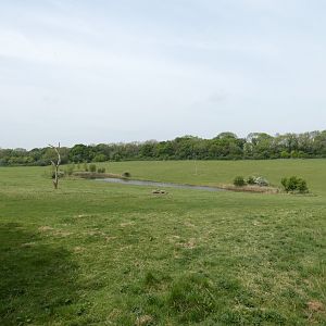 Przewalski's horse paddock