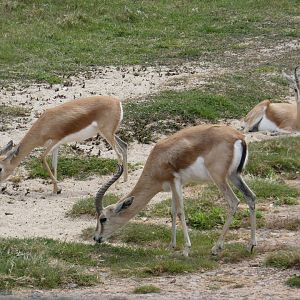 Saharan dorcas gazelle