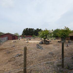 Addax and Dorcas gazelle enclosure