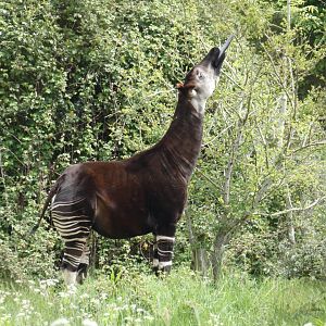 Okapi eating