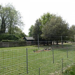 Lowland anoa paddock