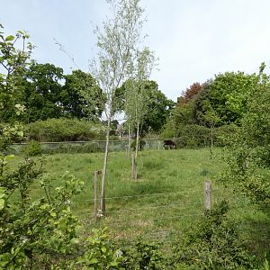 Okapi outdoor enclosure