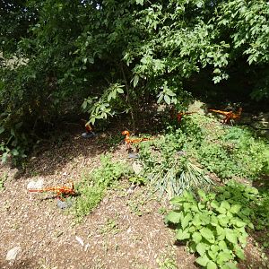 Former red panda enclosure