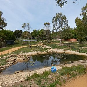 Wallaby walk-through enclosure