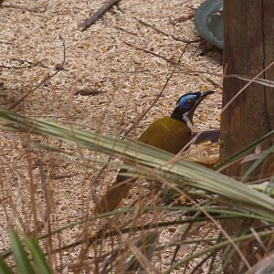 Blue-faced honeyeater