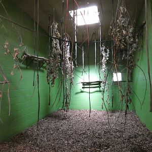 Indoor Siamang enclosure